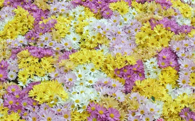 Vibrant Dense Cluster Yellow Nature Wallpaper 4K 1920x1200 Hd, Pc, Desktop, Wallpaper, Featuring, A, Vibrant, Dense, Cluster, Yellow, White, Pink, Gray, Ultrawide, Full HD