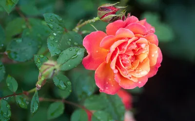 Vibrant Pink Orange Rose Water Abstract Wallpaper 4K 1920x1200 Hd, Desktop, Wallpaper, Featuring, A, Vibrant, Pink, And, Orange, Rose, Water, Droplets, Purple, Ultrawide, Full HD