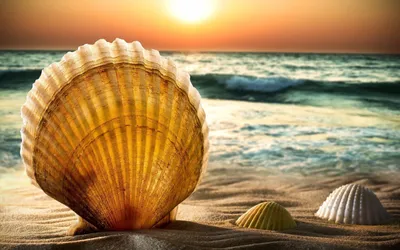 Nature Themed Close Seashells Nature Wallpaper 4K 2560x1600 Hd, Nature-themed, Pc, Desktop, Wallpaper, Featuring, A, Close-up, Seashells, Sandy, Beach, Ocean, White, Orange, Ultrawide, QHD