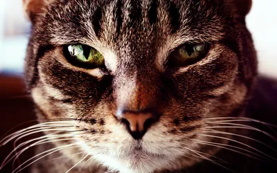 Close Tabby Cat Face Wallpaper 4K, Animals category