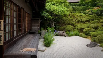 Tranquil Garden Wooden Porch Meticulously Animals Wallpaper 4K 1920x1080 A, Tranquil, Garden, Scene, Featuring, Wooden, Porch, Meticulously, Arranged, Greenery, Relaxed, Cat, Gray, Ultrawide, Full HD