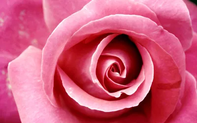 Close Vibrant Pink Wallpaper 4K, Nature category