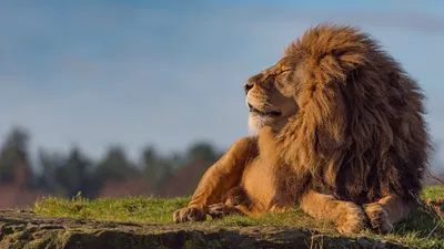 Lion Cave Animals Wallpaper 4K, Animals category