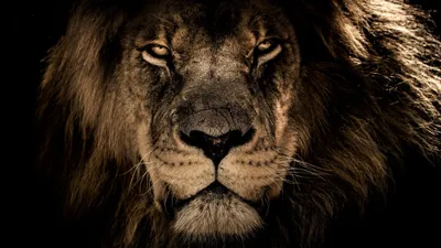 Lion Animals Wallpaper 4K, Animals category