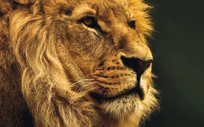 Lion Cave Animals Wallpaper 4K, Animals category