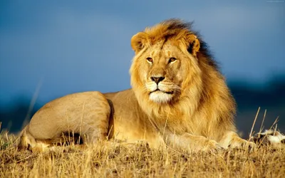 Lion Cave Animals Wallpaper 4K, Animals category
