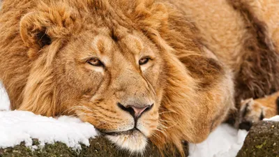 Epic Lion Wallpaper Wallpaper 4K, Animals category