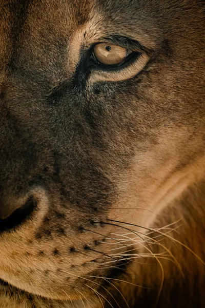 Close Majestic Lion Face Wallpaper 4K, Animals category