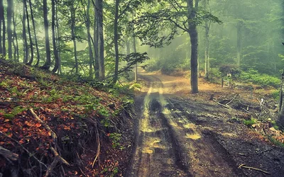 Radiant Nature Wallpaper Nature Wallpaper 4K 1920x1200 Nature, Forest, Hd, Desktop, Wallpaper, Background, Image, Gray, Ultrawide, Full HD