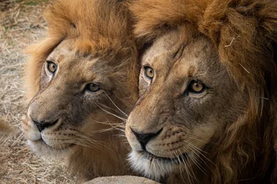 Majestic Close Two Wallpaper 4K, Animals category