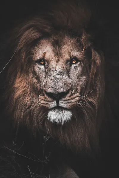 Lion Animals Wallpaper 4K, Animals category