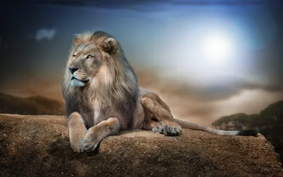 Lion Roaring Animals Wallpaper 4K, Animals category