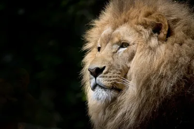 Radiant Close Wallpaper Wallpaper 4K, Animals category