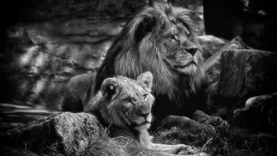 Bold Lion Wallpaper Wallpaper 4K, Animals category
