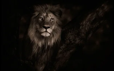 Lion Animals Wallpaper 4K, Animals category