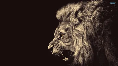 Lion Animals Wallpaper 4K, Animals category