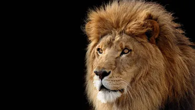Lions Com Lion Wallpaper 4K, Animals category