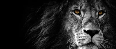 Bold Lion Wallpaper Wallpaper 4K, Animals category