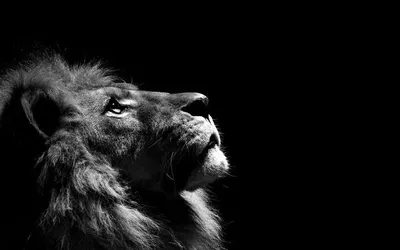 Lion Flickr Animals Wallpaper 4K, Animals category
