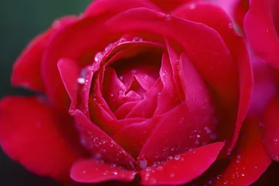 Close Dewy Red Rose Nature Wallpaper 4K 2048x1371 Hd, Pc, Desktop, Wallpaper:, Close-up, Of, A, Dewy, Red, Rose, Vibrant, Nature, Landscape, Full HD