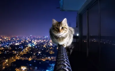 Cat Stares Intently While World Wallpaper 4K 1920x1200 A, Cat, Stares, Intently, While, Balancing, On, Railing, City, Skyline, Illuminated, Night, Brown, Ultrawide, Full HD