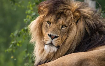 Bright Lion Wallpaper Wallpaper 4K, Animals category