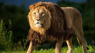 Moody Lion Wallpaper Wallpaper 4K, Animals category