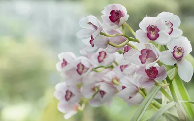 Serene Close Wallpaper Nature Wallpaper 4K 2048x1277 Hd, Pc, Desktop, Wallpaper, Featuring, Close-up, Of, Delicate, White, Pink, Orchid, Flowers, Gray, Ultrawide, Full HD