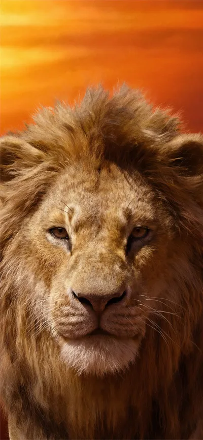 Crisp Donald Wallpaper Wallpaper 4K, Animals category
