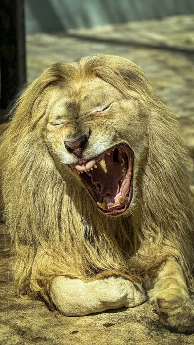 Lion Lying Down Yawning Wallpaper 4K, Animals category