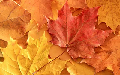 Nature Close Vibrant Nature Wallpaper 4K 1920x1200 Hd, Nature, Desktop, Wallpaper, Featuring, A, Close-up, Of, Vibrant, Red, Yellow, Orange, Purple, Ultrawide, Full HD