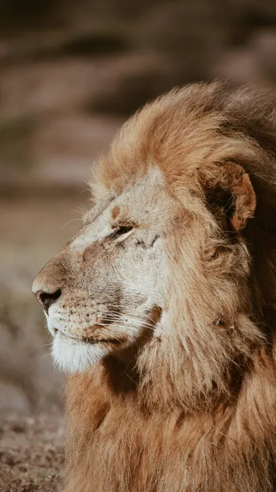 Epic Close Wallpaper Wallpaper 4K, Animals category
