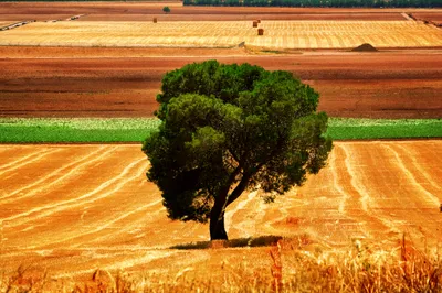 Solitary Tree Stands Nature Wallpaper 4K 2048x1365 A, Solitary, Tree, Stands, Vibrant, Against, Backdrop, Golden, Fields, Green, Patches, Showcasing, Orange, Ultrawide, Full HD