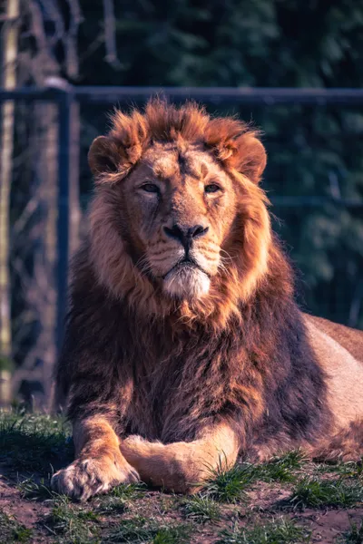 Brown Lion Close Wallpaper 4K, Animals category