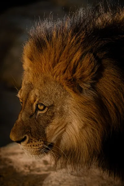 Majestic Lion Close Animals Wallpaper 4K 2635x3953 Brown