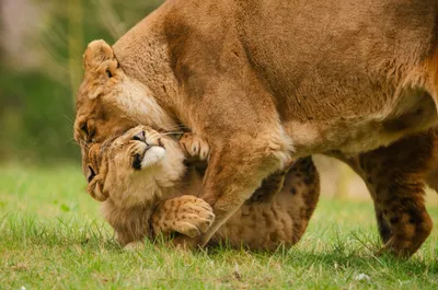 Spielend Lion Animals Animals Wallpaper 4K 4928x3264 Brown