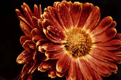 Photography Macro Abstract Wallpaper 4K, Abstract category