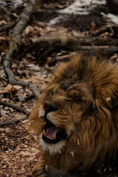 Lion Photos Best Wallpaper 4K, Animals category