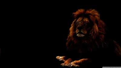 Epic Black Wallpaper Wallpaper 4K, Animals category