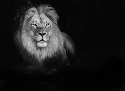 Black Lion Cave Wallpaper 4K, Animals category