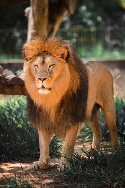 Close Lion Animals Wallpaper 4K, Animals category