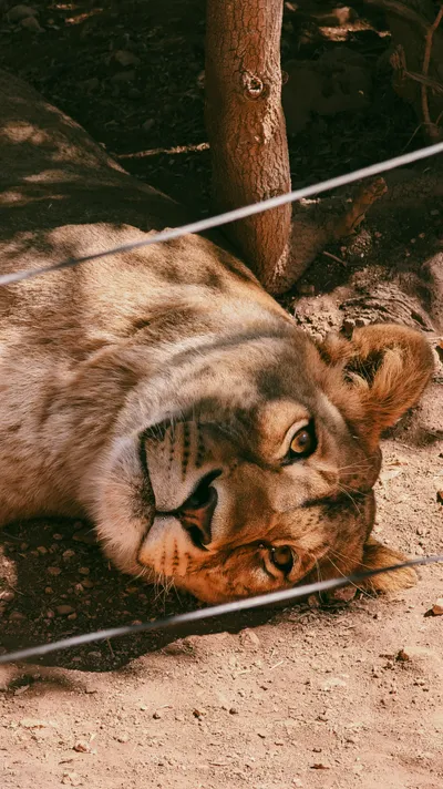 Close Resting Lioness Wallpaper 4K, Animals category