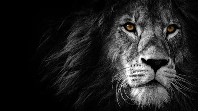 Bold Lion Wallpaper Wallpaper 4K, Animals category