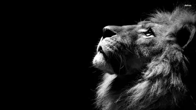 Lion Roaring Animals Wallpaper 4K, Animals category
