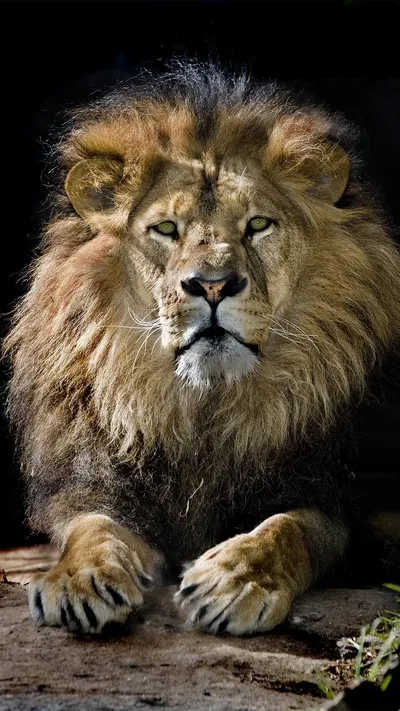 Lion Wallpaperbat Animals Wallpaper 4K, Animals category