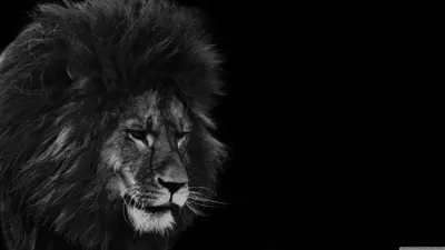 Bold Black Wallpaper Wallpaper 4K, Animals category