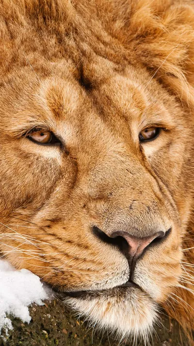 Lion Animals Images Wallpaper 4K, Animals category
