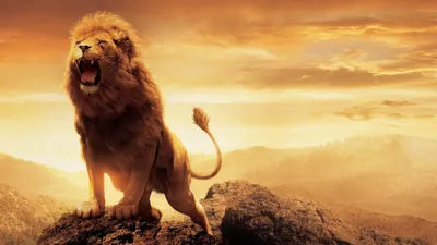 Lion Cave Animals Wallpaper 4K, Animals category