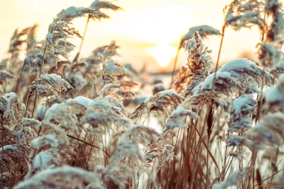 Nature Close Nature Nature Wallpaper 4K 6000x4000 Nature, Close-up, Hd, Desktop, Wallpaper, Background, Image, White, Landscape, 4K