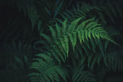 Vibrant Lush Wallpaper Nature Wallpaper 4K 5184x3456 Lush, Green, Fern, Leaves, In, A, Detailed, 4K, Ultra, Desktop, Showcasing, Vibrant, Landscape